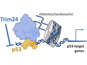 Schematic of a chromatin-binding cofactor ‘Trim24’ negatively regulating the p53 transcription factor. Trim24 binds to histones to limit the ability of p53 to cause cellular apoptosis upon stress