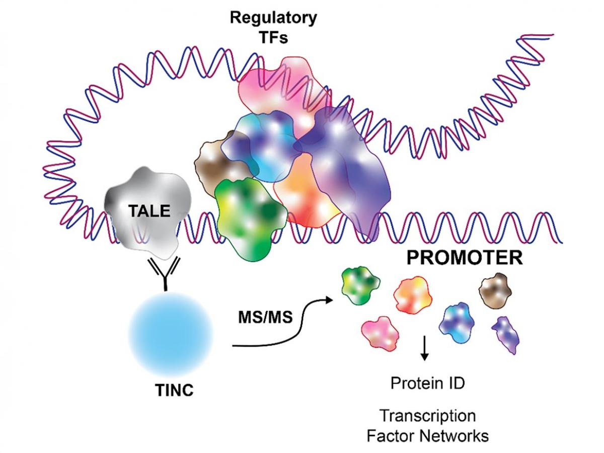Graphical representation of TINC: TALE-mediated isolation of nuclear chromatin