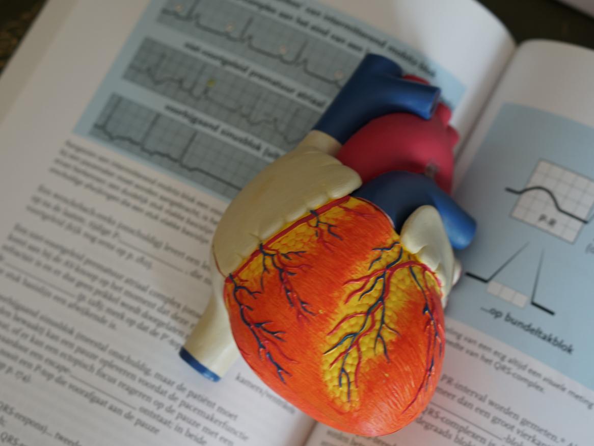 A model of a human heart placed inside an open text book