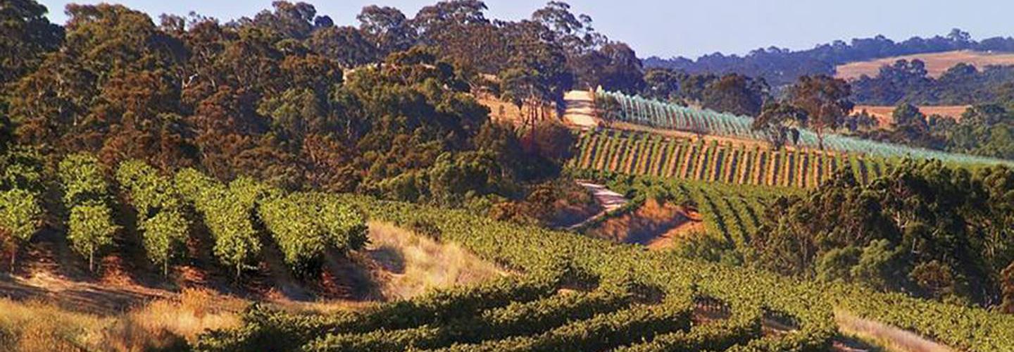 Vineyards in Clare