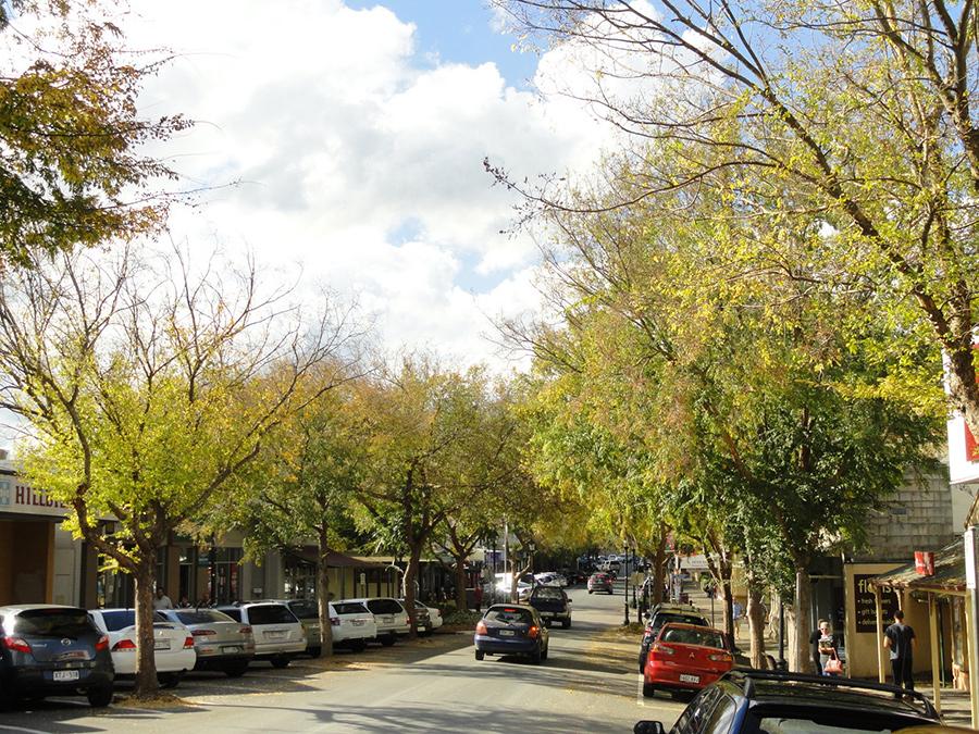 Treelined street in Mount Barker