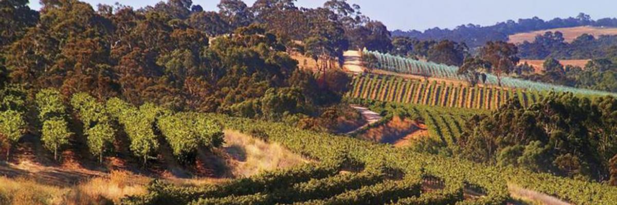 Vineyards in Clare