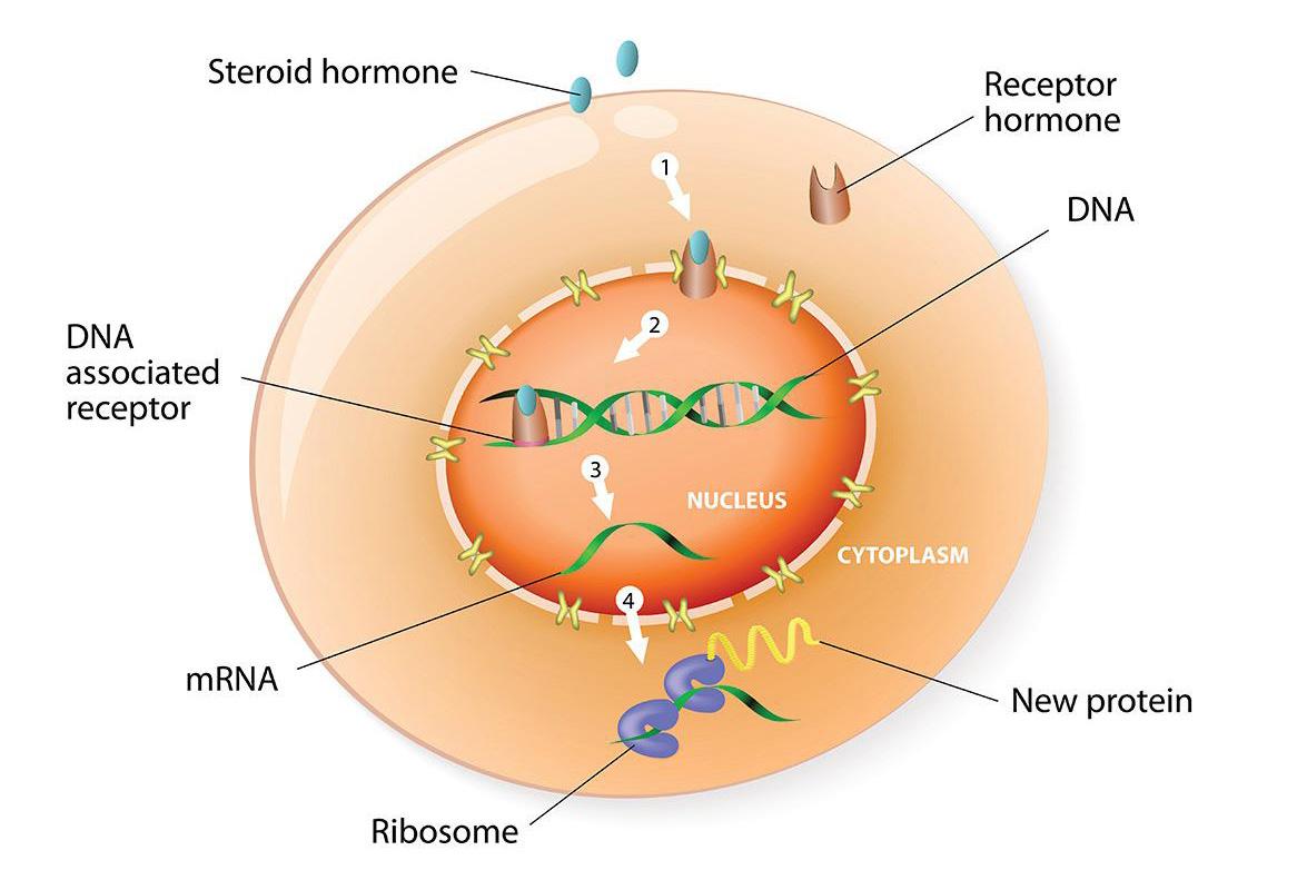 Steroid hormones in the blood stream enter the cell and bind to their respective receptors in the cytoplasm. This activated hormone /receptor complex translocates to the nucleus (hence why they are called nuclear receptors) and binds to a specific hormone response element on the DNA.  This binding leads to the activation of specific genes that are responsible for hormone’s mode of action in the body.  
