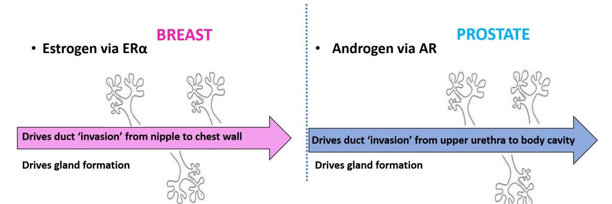 The sex hormones, estrogen and androgen, drive normal gland formation via their respective receptors (ER and AR) in the breast and prostate. These same hormone /receptor complexes drive the disease process of metastasis,  where cancers cells invade the surrounding tissues.