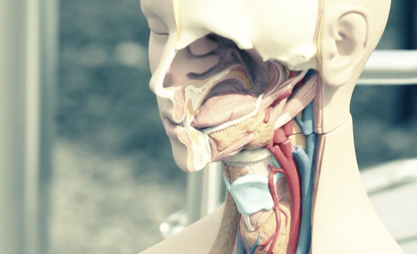 physiology