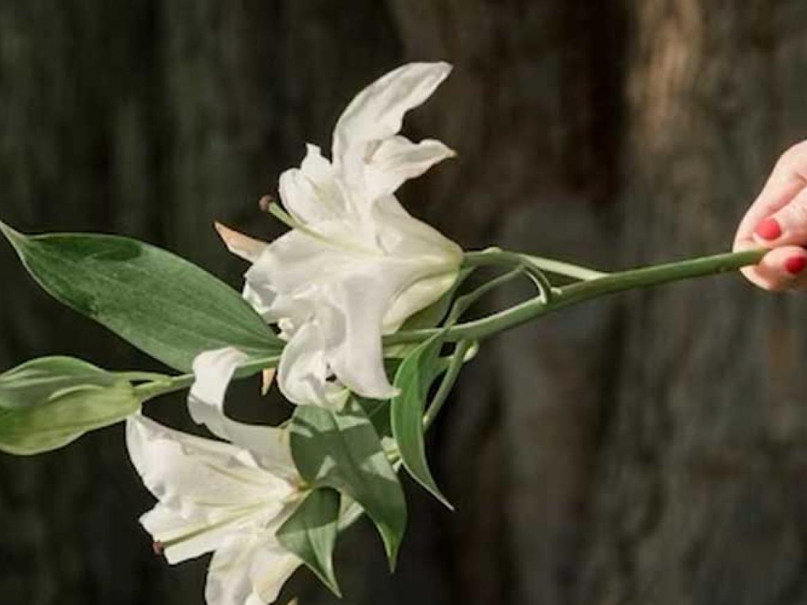 A hand holding lily flowers with a tree in the background