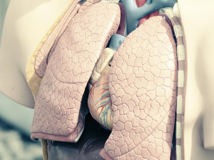 A model of lungs and heart