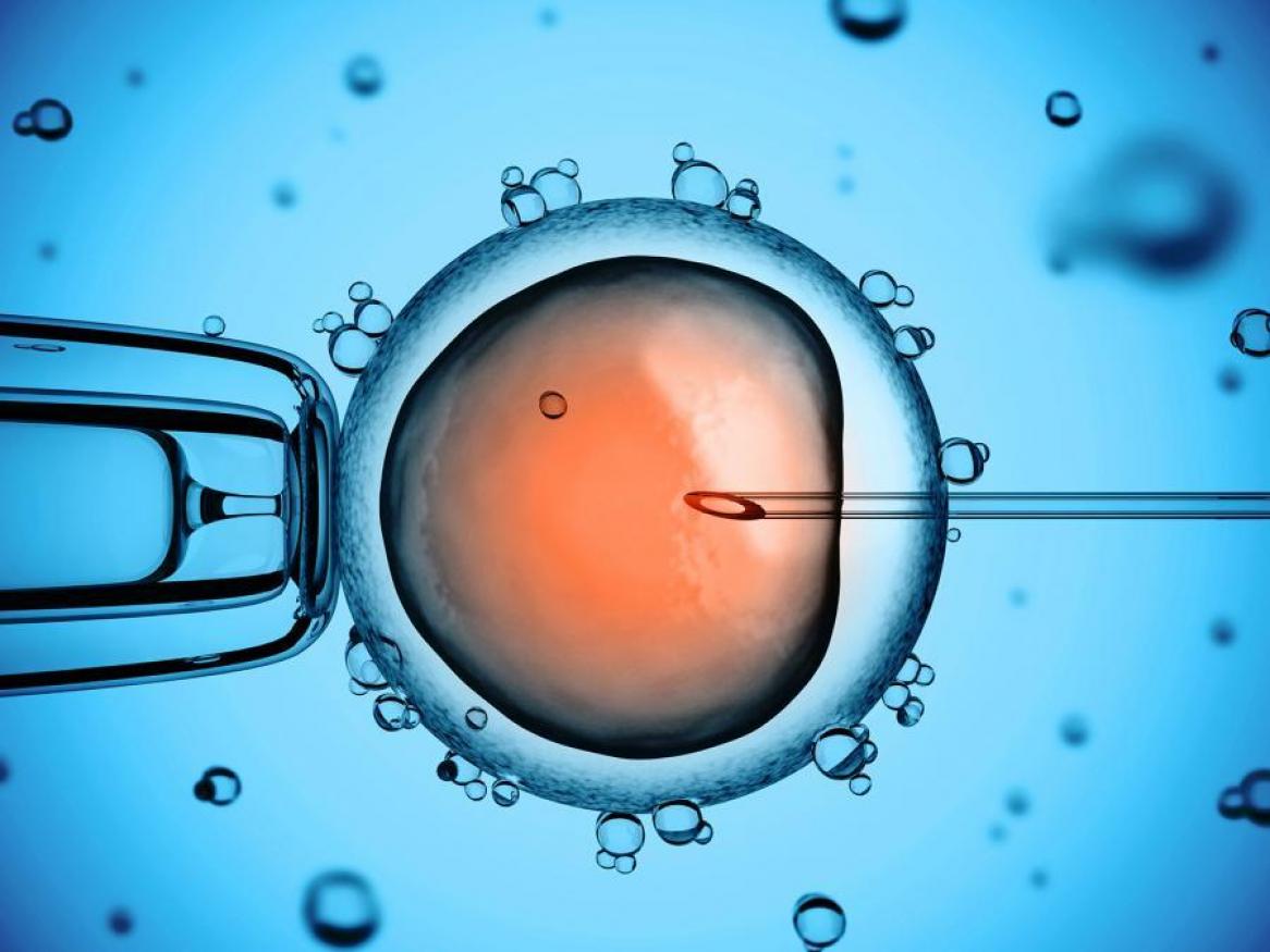 Egg under microscope