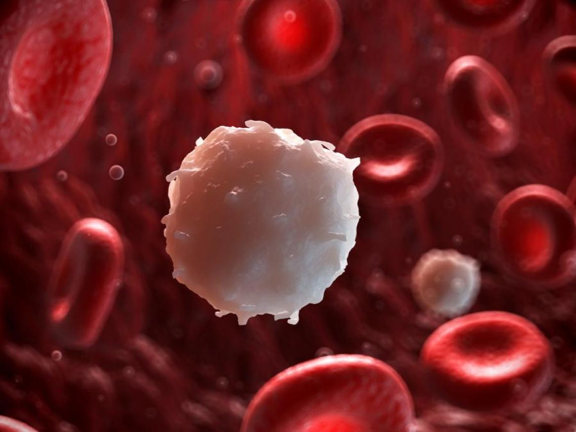 Microscopic image of blood platelets