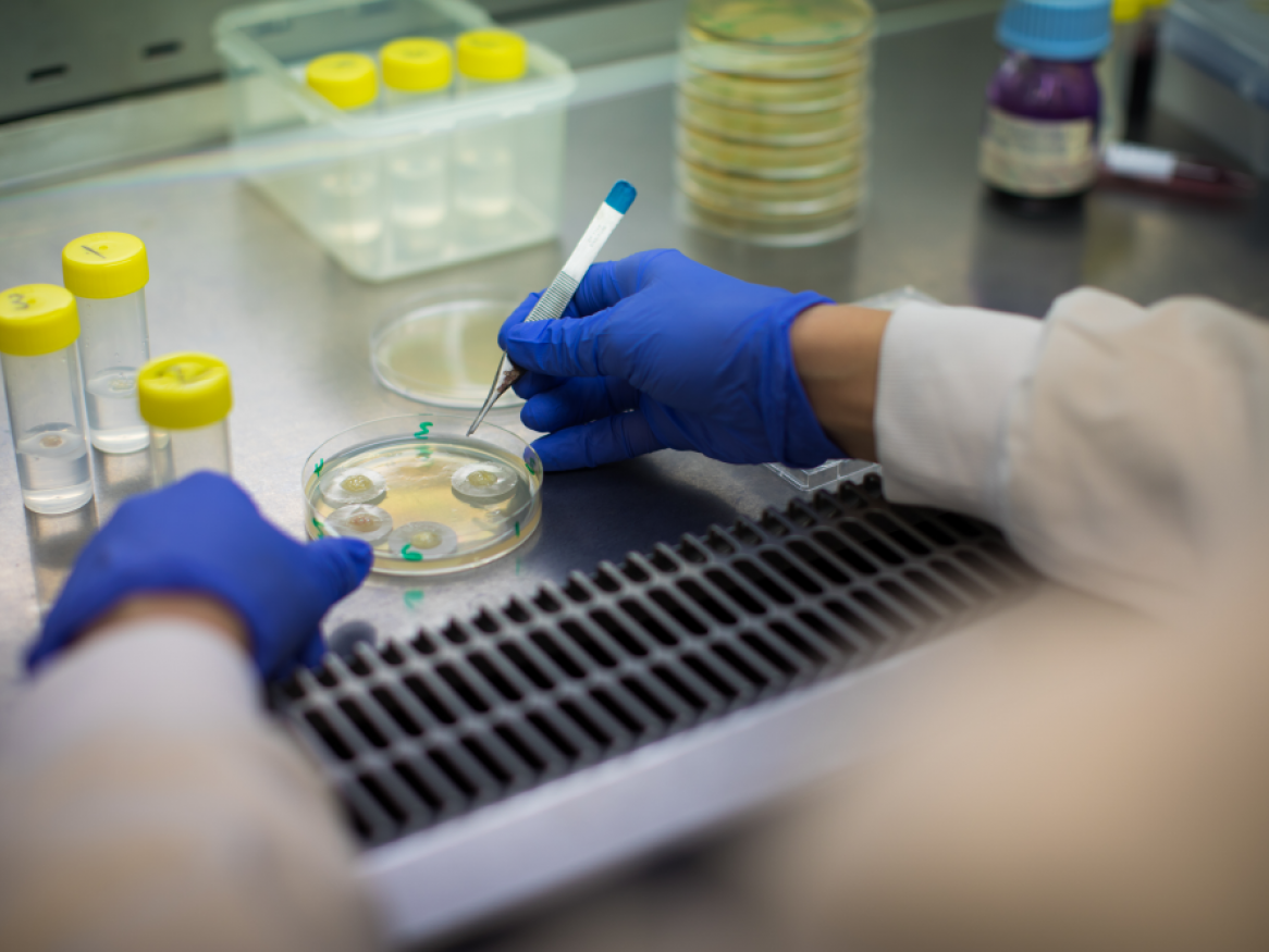 Close up of gloved hands and petri dish in research laboratory